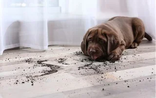 Pet Stain & Odor Removal